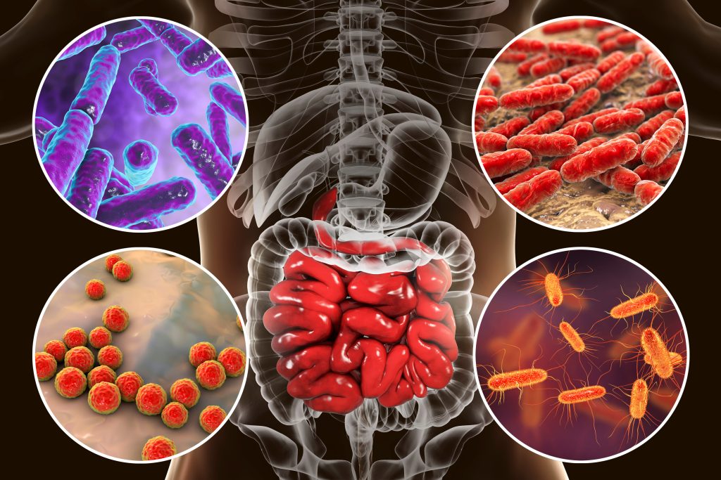 A collage of images showcasing different types of bacteria. In the centre is a 3D rendered image of the digestive system (intestines), which is highlighted in a reddish-pink colour, with a semi-transparent skeletal outline. Surrounding the central image are three circular close-ups of bacteria: Top left: Rod-shaped bacteria, depicted in varying shades of purple and magenta, in a cluster. Top right: Rod-shaped bacteria, displayed in bright red, in a dense group on a darker substrate. Bottom: Small, round bacteria (cocci) are in orange and red, a cluster against a pinkish-beige background. The overall presentation suggests the concept of different types of bacteria present in the gastrointestinal tract.