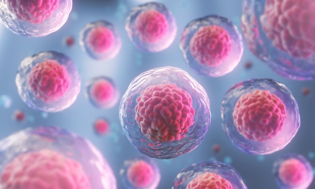 A high-angle, close-up view of multiple, spherical, translucent cells. The cells appear to be suspended in a light-blueish background. Each cell has a clear, slightly irregular membrane, surrounding a distinct, light-pink, roughly spherical, grainy or clustered structure within. The structures within the cells have a slightly textured or bumpy appearance, giving the impression of internal components or organelles. The overall image has a scientifically-focused aesthetic, suggesting a biological or medical illustration or representation. The soft lighting and translucent quality of the cells contribute to the image's scientific appearance. A light glow highlights certain cells. Small, indistinct particles or structures are scattered throughout the background, adding to the sense of a dynamic biological environment.