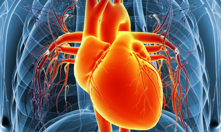 An anatomical illustration of the human heart within the chest cavity. The heart is depicted in a vibrant, warm orange/red, highlighting its muscular structure. Blood vessels, appearing as red and dark-red/maroon-coloured lines, radiate outward from the heart, showcasing the complex network of arteries and veins. The surrounding skeletal structure of the rib cage and other underlying anatomy are semi-transparent, light-blue/grey.