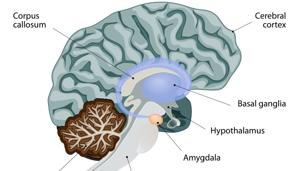 The image is a diagram of the brain, showcasing various parts and structures. It includes labels for the corpus callosum, cerebral cortex, basal ganglia, hypothalamus, and amygdala. The focus is on understanding the anatomy and functions of these key areas within the brain.