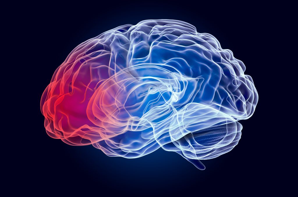 Transparent brain illustration with red and blue gradient on a dark background. The left side is red, suggesting activity; the right is blue, implying calm.
